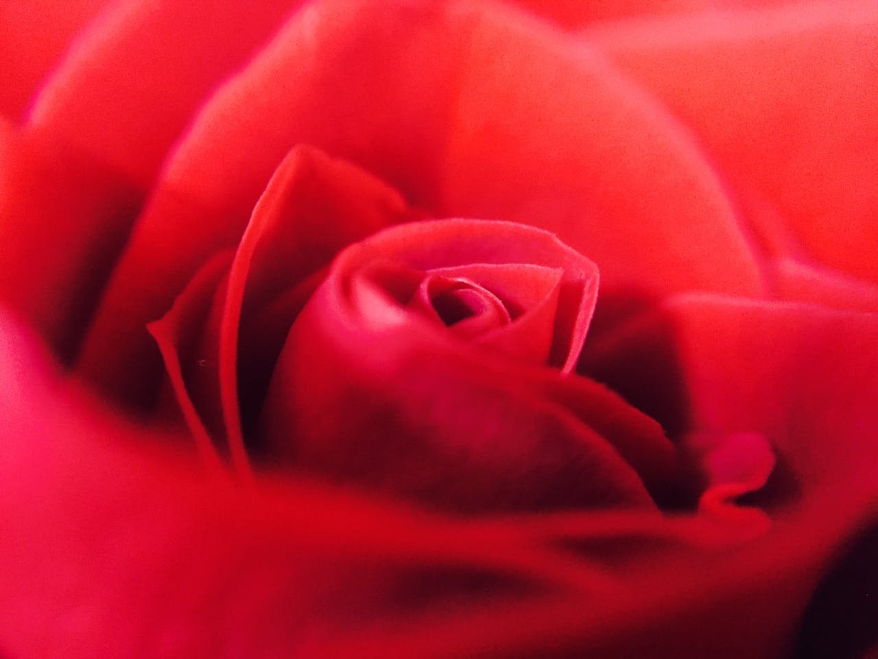 A detailed close-up of a blooming red rose capturing its delicate petals.